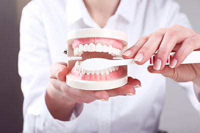 Woman holding a model set of teeth with dental tools, likely demonstrating oral hygiene or teaching dental care techniques.